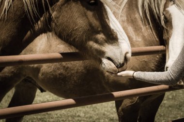 Filtrelenmiş görüntü kadın el Kuzey Teksas, Amerika'da çiftlikte Belçika Ağır Atı besleme