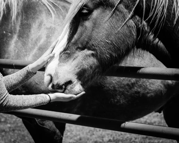 Filtered image female hand feeding Belgian Heavy Horse at farm in North Texas, America