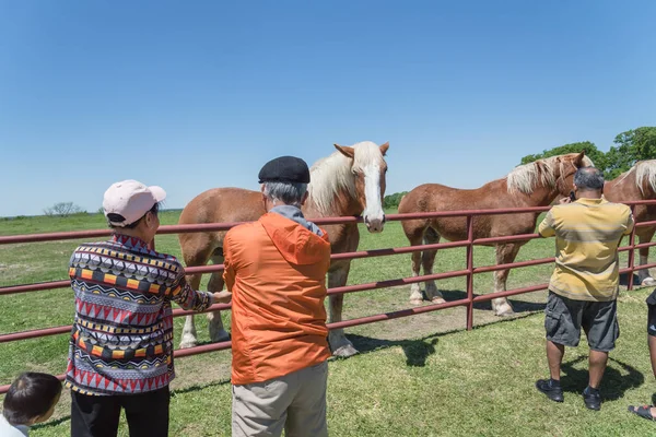 Powrót starszych azjatyckich ludzi karmiących belgijskie ciężkie konie na farmie w North Texas, Ameryka — Zdjęcie stockowe