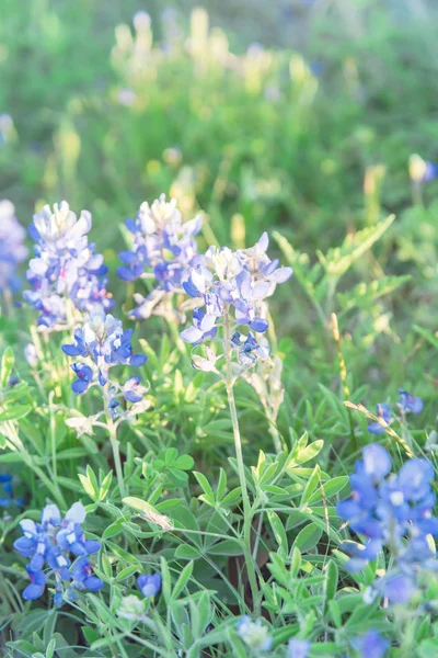 Bloeiende Bluebonnet Wildflower bij Lente nabij Dallas, Texas — Stockfoto