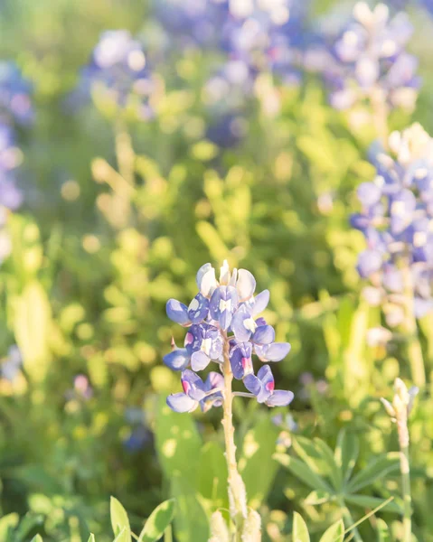 Blossom Bluebonnet Wildflower bij zonsondergang in de lente in de buurt van Dallas — Stockfoto