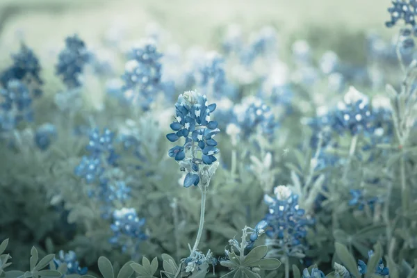 Gefilterde afbeelding Blooming Bluebonnet Wildflower op lente nabij Dallas, Texas — Stockfoto