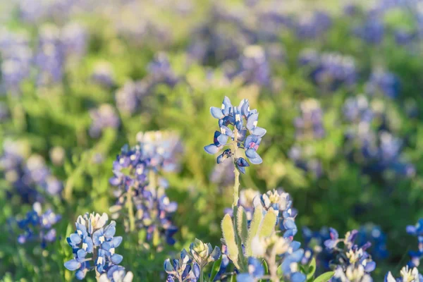 Bloeiende Bluebonnet Wildflower bij Lente nabij Dallas, Texas — Stockfoto