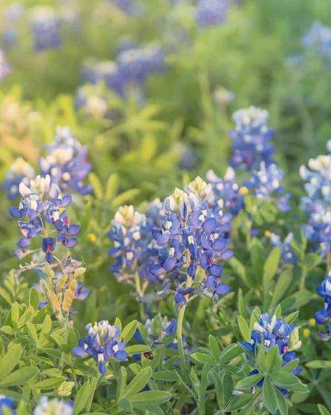 Blossom Bluebonnet Wildflower bij zonsondergang in de lente in de buurt van Dallas — Stockfoto