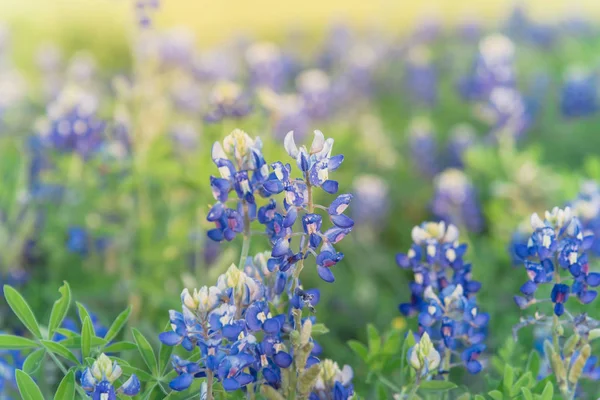 Bloeiende Bluebonnet Wildflower bij Lente nabij Dallas, Texas — Stockfoto