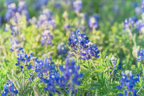 Blommande Bluebonnet Wildflower på våren nära Dallas, Texas — Stockfoto