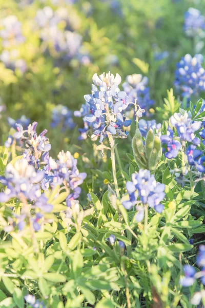 Blossom Bluebonnet Wildflower vid solnedgången i våren nära Dallas — Stockfoto
