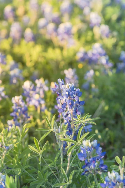 Blossom Bluebonnet Wildflower bij zonsondergang in de lente in de buurt van Dallas — Stockfoto