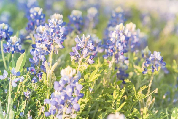 Blossom Bluebonnet Wildflower vid solnedgången i våren nära Dallas — Stockfoto