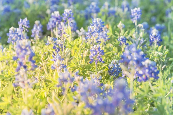 Blossom Bluebonnet Wildflower bij zonsondergang in de lente in de buurt van Dallas — Stockfoto
