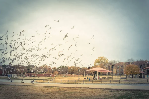 Crowed group of doves flying at American park in autumn season