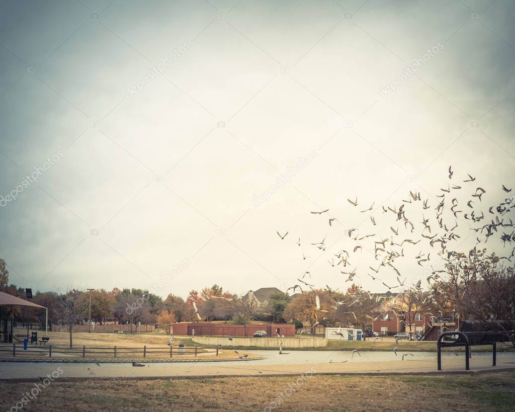 Crowed group of doves flying at American park in autumn season