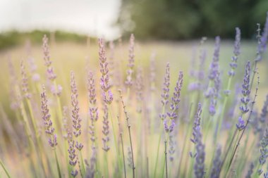 Dallas yakınlarındaki organik çiftlikte sıcak ışık tam çiçek lavanta çalı, Teksas, Abd