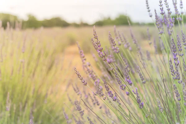 Warmes Licht voller Blüten Lavendelstrauch auf Bio-Bauernhof in der Nähe von Dallas, Texas, USA — Stockfoto