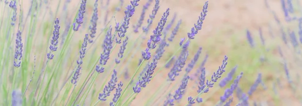 Banner-Ansicht Lavendelstrauch auf Bio-Bauernhof in der Nähe von Dallas, Texas, Amerika — Stockfoto