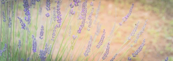 Banner view lavanda bush at organic farm near Dallas, Texas, America — Fotografia de Stock