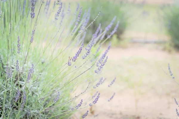 Vollblütiger Lavendelstrauch auf Biobauernhof in der Nähe von Dallas, Texas, Amerika — Stockfoto