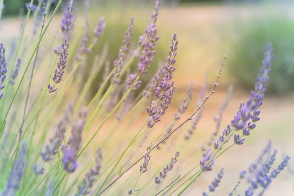 Arbusto de lavanda de flor completa en granja orgánica cerca de Dallas, Texas, Estados Unidos — Foto de Stock