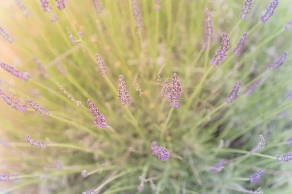Nahaufnahme von oben voll blühender Lavendelstrauch auf Bio-Bauernhof in der Nähe von Dallas, Texas — Stockfoto