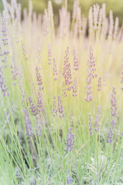 Warmes Licht voller Blüten Lavendelstrauch auf Bio-Bauernhof in der Nähe von Dallas, Texas, USA — Stockfoto