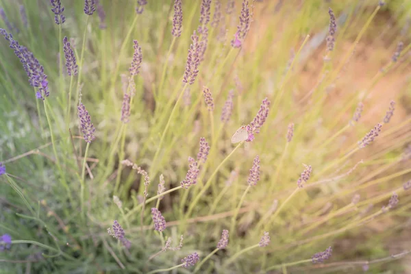 Arbusto de lavanda de flor llena de luz cálida en una granja orgánica cerca de Dallas, Texas, EE.UU. — Foto de Stock