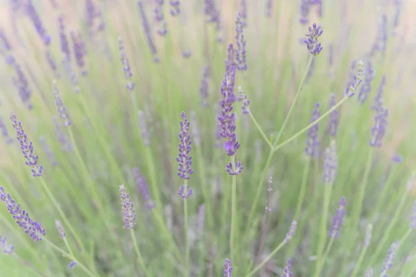 Arbusto de lavanda de flor completa en granja orgánica cerca de Dallas, Texas, Estados Unidos —  Fotos de Stock