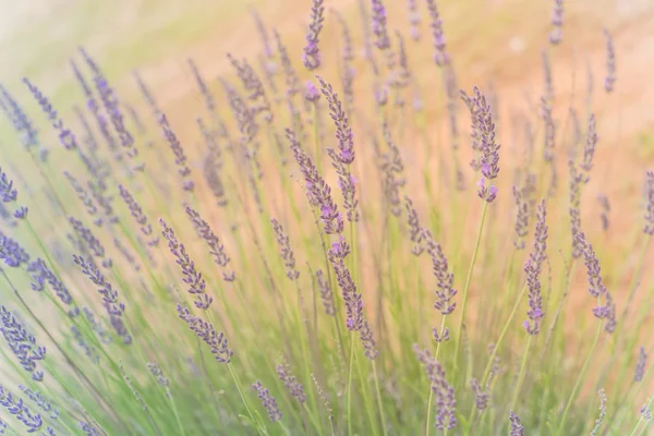 Arbusto de lavanda de flor llena de luz cálida en una granja orgánica cerca de Dallas, Texas, EE.UU. — Foto de Stock