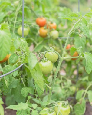Organik yeşil ve olgun kokteyl domates arka bahçesinde ağaç büyüyen