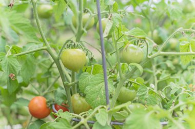 Organik olgun kokteyl domates arka bahçesinde ağaç büyüyen