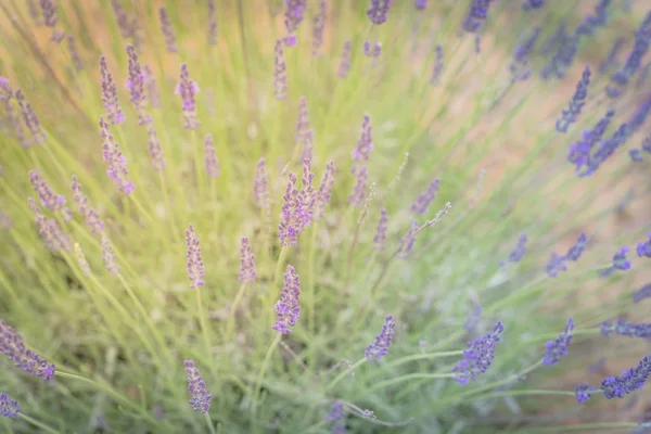 Warm light full blossom lavender bush at organic farm near Dallas, Texas, USA — Stock Photo, Image