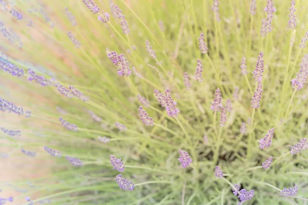 Close-up vista superior completo florescendo arbusto de lavanda na fazenda orgânica perto de Dallas, Texas — Fotografia de Stock