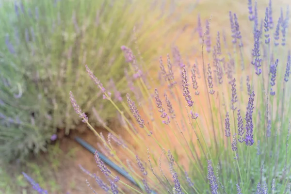 Vollblütiger Lavendelstrauch auf Biobauernhof in der Nähe von Dallas, Texas, Amerika — Stockfoto