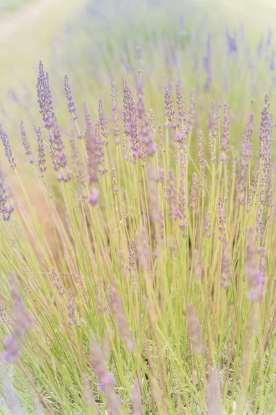 Arbusto de lavanda de flor llena de luz cálida en una granja orgánica cerca de Dallas, Texas, EE.UU. — Foto de Stock