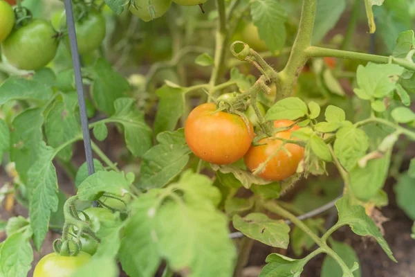 Organik olgun kokteyl domates arka bahçesinde ağaç büyüyen