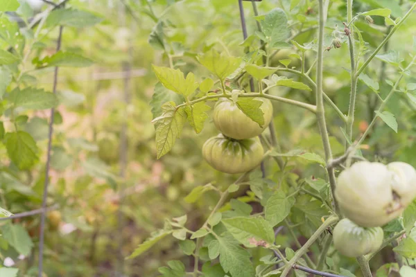 Organic green heirloom tomatoes growing on tree at backyard garden