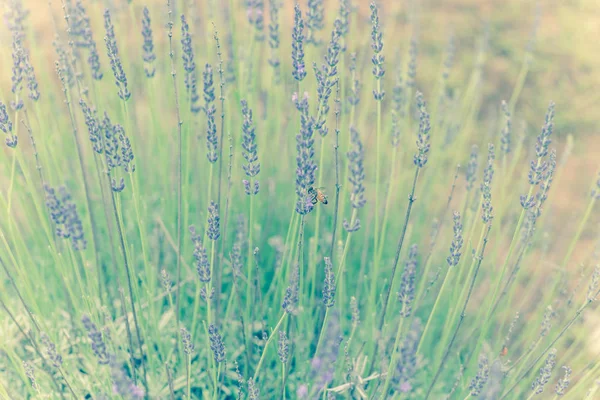 Gefiltertes Bild voller Blüten Lavendelstrauch auf Bio-Bauernhof in der Nähe von Dallas, Texas, USA — Stockfoto