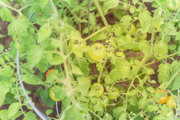 Organic green and ripe cocktail tomatoes growing on tree at backyard garden