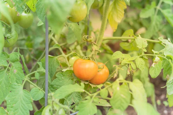 Organic ripe cocktail tomatoes growing on tree at backyard garden