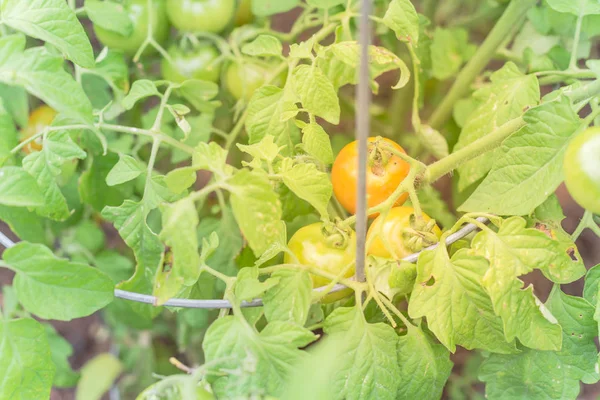 Organic green and ripe cocktail tomatoes growing on tree at backyard garden