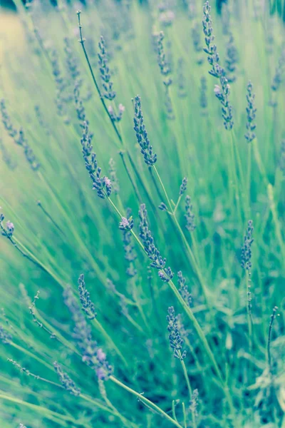 Gefiltertes Bild voller Blüten Lavendelstrauch auf Bio-Bauernhof in der Nähe von Dallas, Texas, USA — Stockfoto