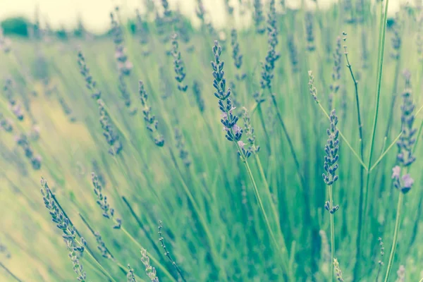 Imagen filtrada flor completa lavanda arbusto en granja orgánica cerca de Dallas, Texas, EE.UU. — Foto de Stock