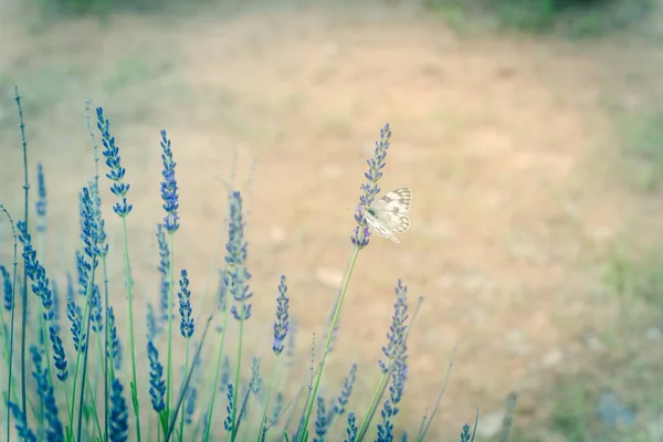 Immagine filtrata farfalla sul cespuglio di lavanda in fiore presso la fattoria locale in Texas, America — Foto Stock