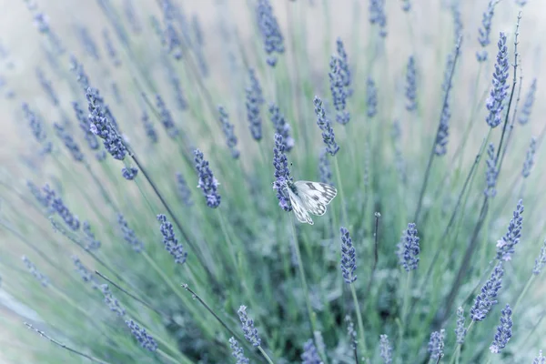 Immagine filtrata farfalla sul cespuglio di lavanda in fiore presso la fattoria locale in Texas, America — Foto Stock