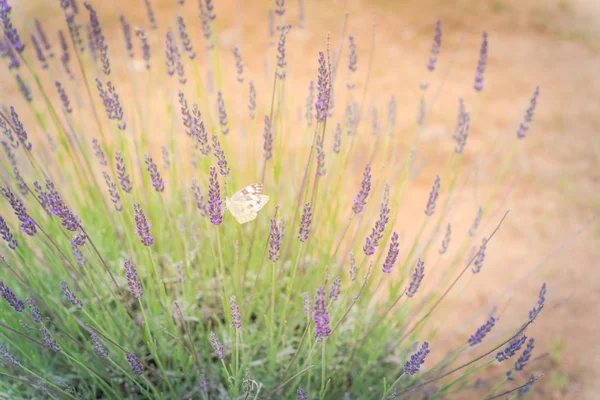 Mariposa en flor arbusto de lavanda en la granja local en Texas, América — Foto de Stock