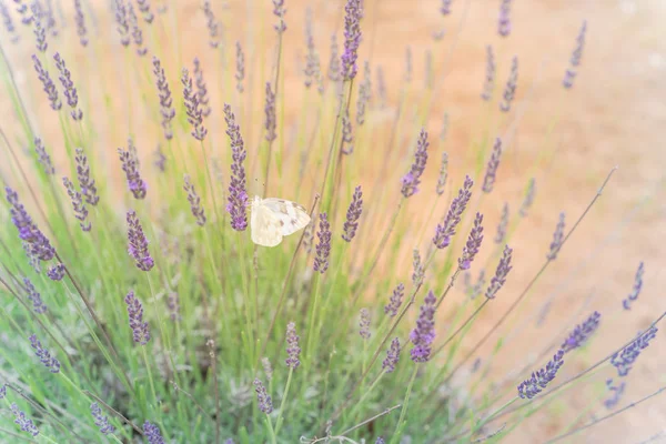 Mariposa en flor arbusto de lavanda en la granja local en Texas, América — Foto de Stock