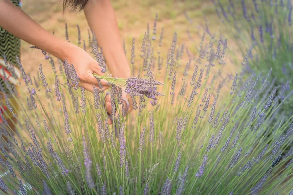 Aziatische hand oogsten van volledige bloesem bloem op Lavendel veld — Stockfoto