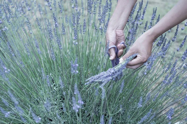 Filtered image Asian hand harvesting full blossom flower at lavender field — Stock Photo, Image