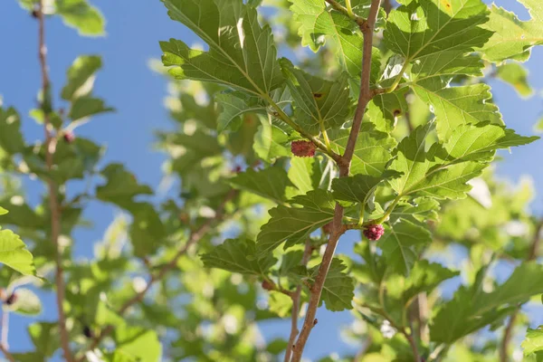 Érett eperfa gyümölcsök a fán készen áll a betakarítás Texasban, USA — Stock Fotó
