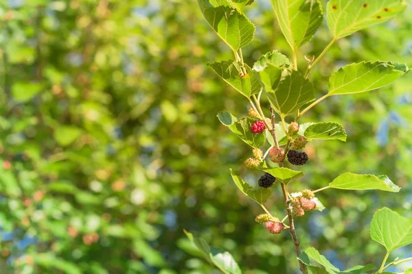 Rijpe moerbei vruchten op boom klaar om te oogsten in Texas, Verenigde Staten — Stockfoto