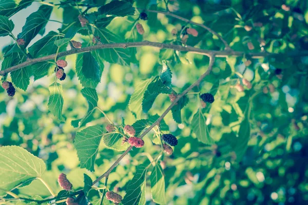 Imagen filtrada morera madura en árbol lista para cosechar en Texas, Estados Unidos — Foto de Stock